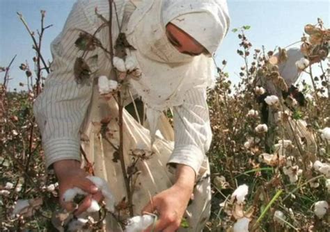 KSCUT System Uzbekistan|Full article: Uzbekistan’s cotton clusters in .